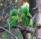 Two green parrots sitting on a tree.