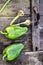 Two green raw bell peppers on an old dark wooden Board, water drops on organic fresh vegetables, vegetarian diet and nutrition