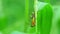 Two green redlegged grasshoppers mating on a grass stem