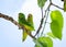 Two Green-rumped Parrotlets perching in a tree.