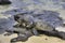 Two green sea turtles resting on the beach.