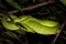 two green snakes laying on branches of a tree at night