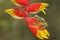 Two green tree frogs are hunting for prey on a wild banana flower.