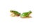 Two Green Tree Frogs Sitting On White European tree frog Hyla arborea