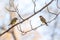 Two Green and yellow songbirds, The European greenfinches sitting on a branch in spring