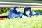 Two greenhouse workers in protective coveralls looking through green seedlings