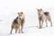 Two greenlandic arctic sledding dogs standing on alert in the sn