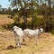 Two grey brahman cows on cattle ranch