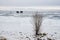 Two grey cars stay on Baikal lake frozen snowy surface in winter. Mountains on background.