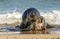 Two Grey common seal on beach playing