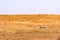 Two grey cranes in a field looking for food in the steppe