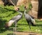 Two grey crowned cranes balearica regulorum mating