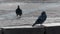 Two grey doves walk on a sidewalk on a sunny day in slo-mo