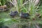 Two Grey ducks at Tokaanu Thermal Pools at Lake Tekapo, New Zealand