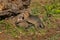 Two Grey Fox Kits (Urocyon cinereoargenteus) Fight