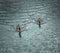 Two grey geese floating on water