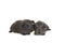 Two grey guinea pigs togehter isolated on a white background
