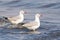 Two grey headed gull standing in waves