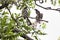 Two Grey Hornbills