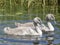 Two grey juvenile swans with black bill swimming abreast, calmly on deep blue green rippled water