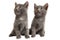 Two Grey Kittens on White Background