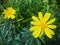 Two Grey leaved euryops in the garden.