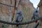 Two grey parrots, in Latin called psirttacus erithacus, sitting on a rope in an artificial enclosure.