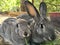 Two grey rabbits