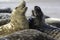 Two Grey Seals