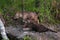 Two Grey Wolf (Canis lupus) Pups Look Left