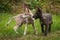 Two Grey Wolf Canis lupus Pups Look Left Summer