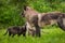 Two Grey Wolf Canis lupus Pups Look Up at Juvenile Summer