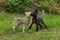 Two Grey Wolf Pups (Canis lupus) Muzzle Grasp