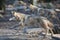 Two Grey wolf running in the forest