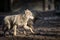 Two Grey wolf walking in the forest