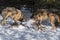 Two Grey Wolves Canis lupus Feed on Body of White-tail Deer Winter