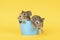 Two grey young guinea pigs next to eachother in a blue bath on a yellow background