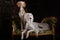 Two greyhound saluki dog in Royal interior