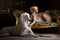 Two greyhound saluki dog in Royal interior