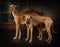 Two greyhounds dogs standing on a vintage background