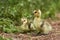 Two Greylag goslings walking through grass habitat