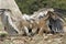 Two griffon vultures fighting.