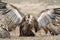 Two griffon vultures fighting.