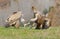 Two griffon vultures fighting over carrion. in the meadow.