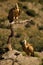 Two of Griffon vultures Gyps fulvus, one sitting on the grey rocks and the second sittich on the branch