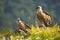 Two griffon vultures resting on rock on edge of mountain peak