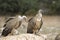 Two griffon vultures on a rock.