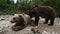 Two grizzly bears in wild meeting