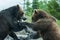 Two Grizzly (Brown) Bears Fight