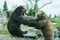 Two Grizzly (Brown) Bears Fight